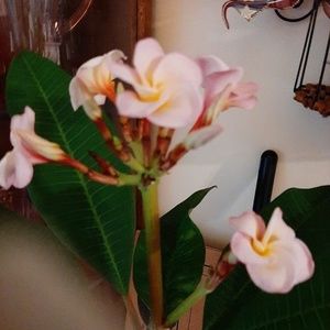 Meet your Posher, Faye